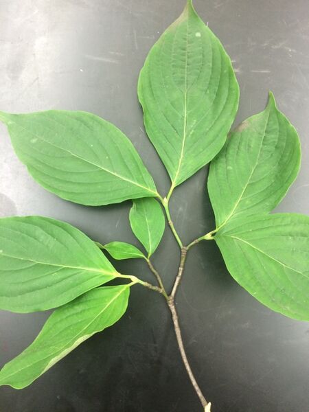 File:IMG 3819 Ladydogwood.jpg