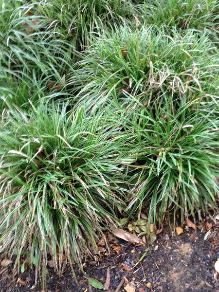 File:Nbonan 12 07 2014 plant5.JPG