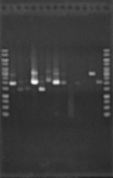 File:TestConstructions1 3Aug2010.JPG