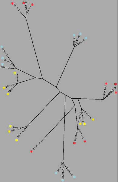 File:Unrooted Tree - Visit 1cc.png