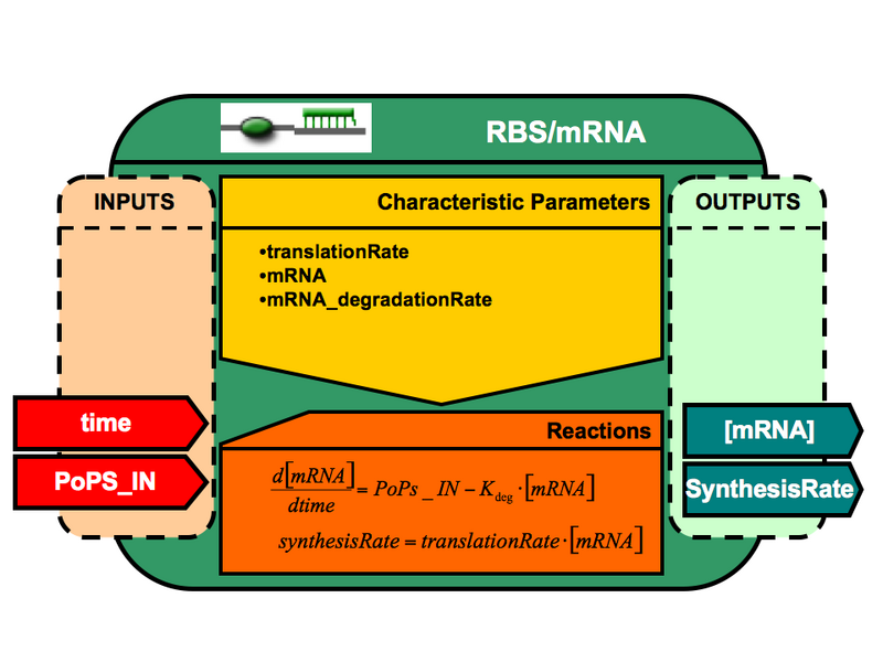 File:VBB RBSmRNA.png