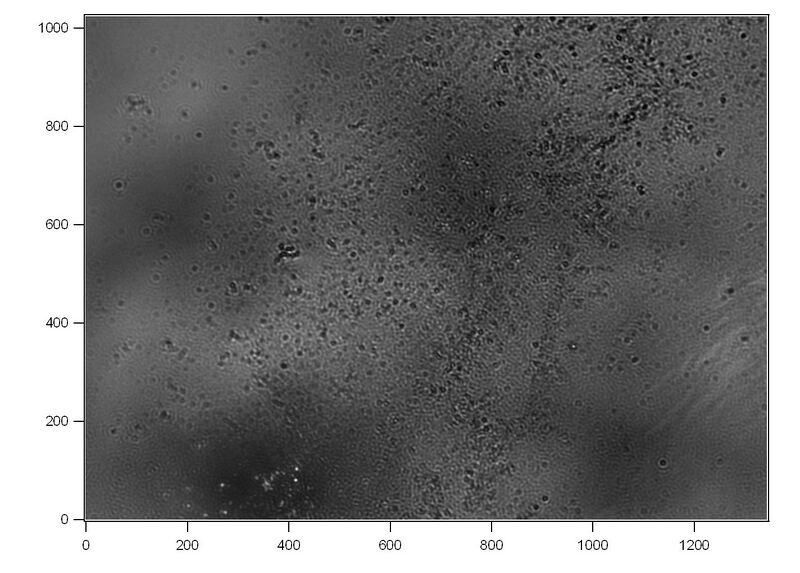 File:40xbrightfield sample2 8.jpeg