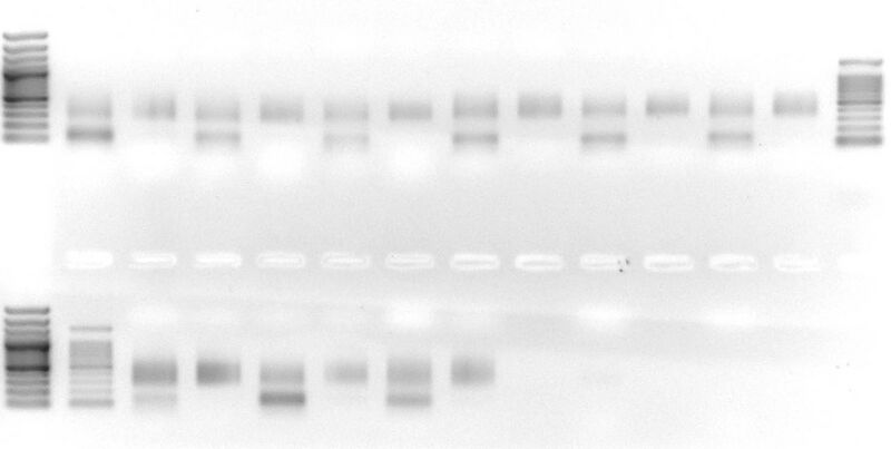 File:AMpure purification 08312010.jpg