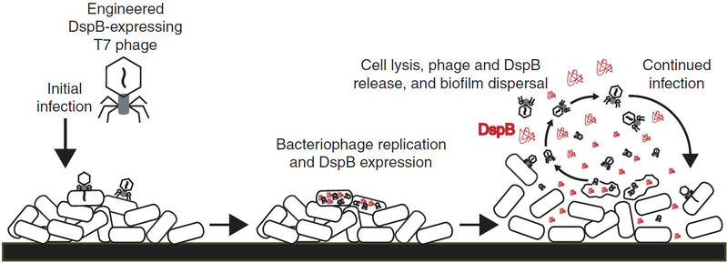 File:Biofilm destruction.PNG