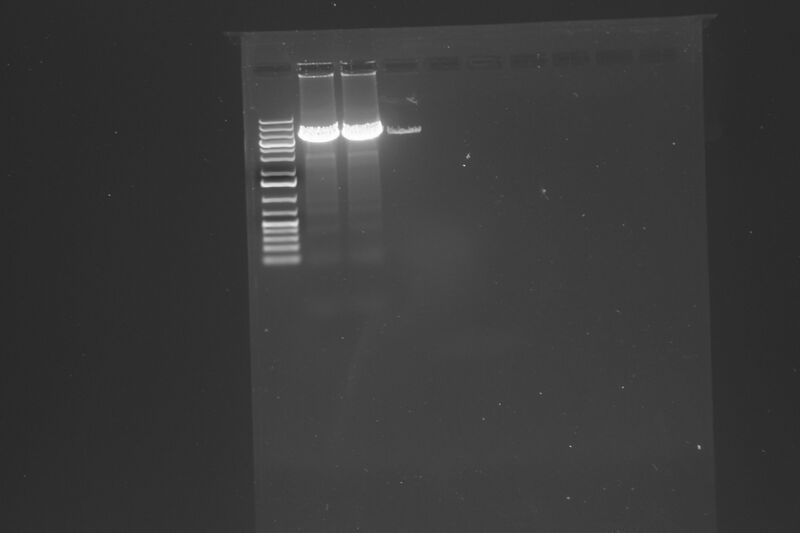 File:Cmvmv9 cut xbai for dephos.JPG