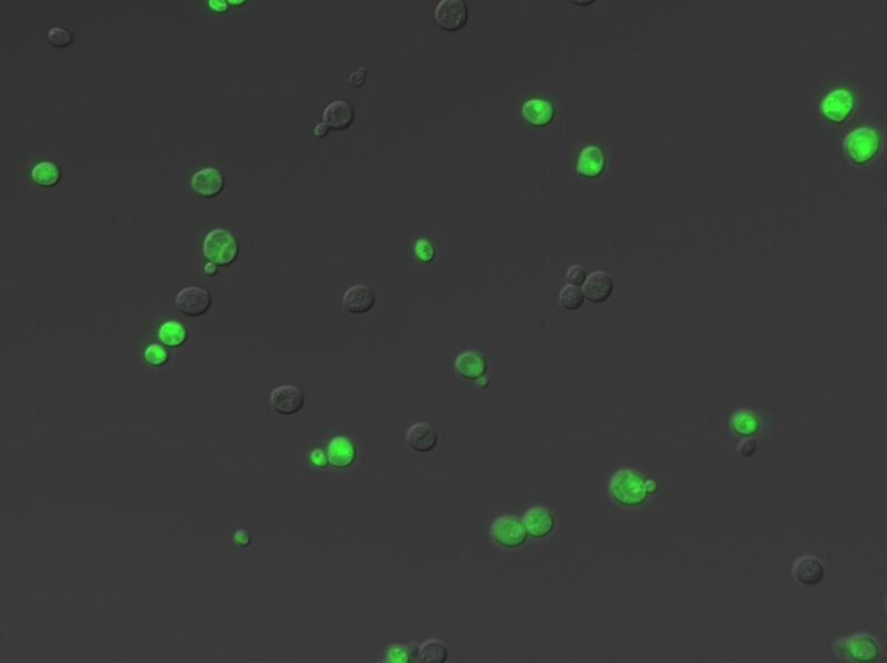File:HXK2 GFP.jpg