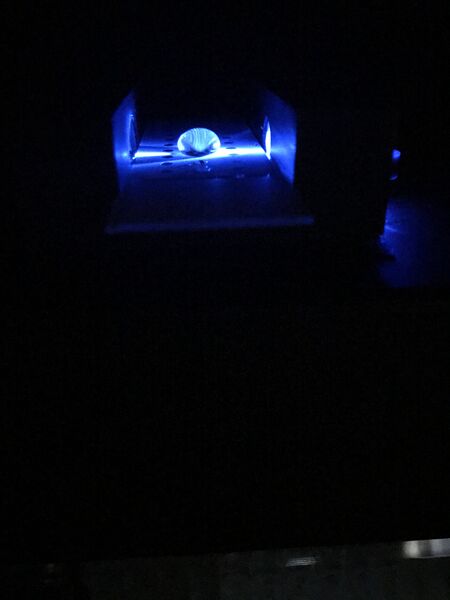 File:IMG PCR 2-1.jpeg