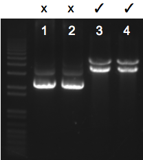 File:KAH 031910 gel1.tif