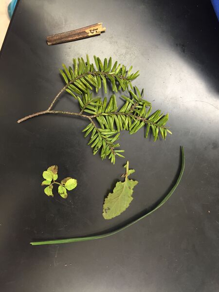 File:Plant 1 Feburary 18.JPG