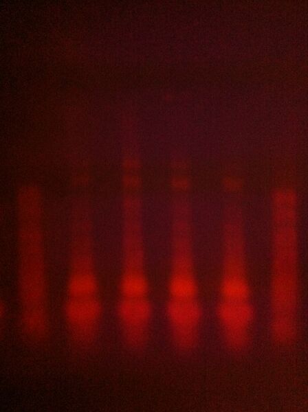 File:Thenry D1S80 20120220.jpg