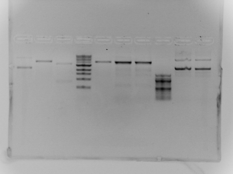 File:S13 M2D5 WF gel-Purple.jpg