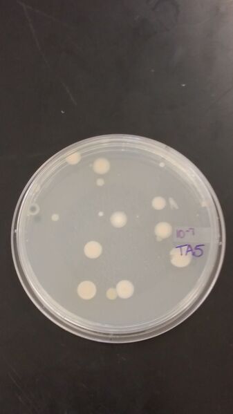 File:Tyler Faulkner Serial Dilution 10^-7.jpg