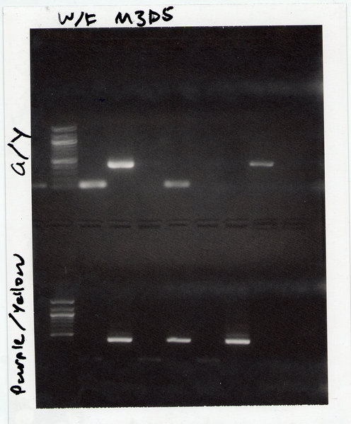 File:20.109-S08-M3D5 WF GYP1.tif