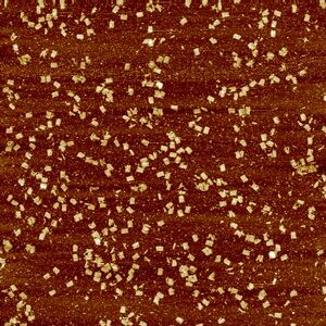 Unmodified Small Canvas (2μm)