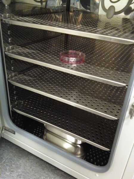 File:First cells.jpg