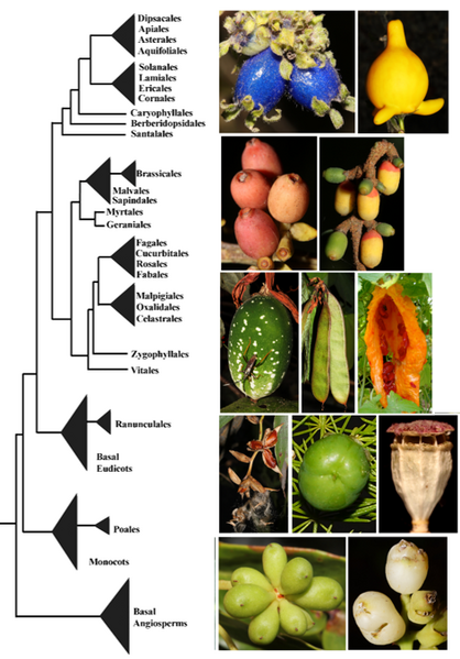 File:Fruits.jpg