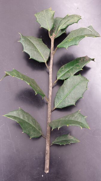 File:HollyBranch.jpg