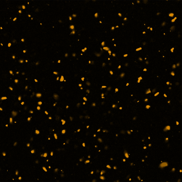 File:IR background.png