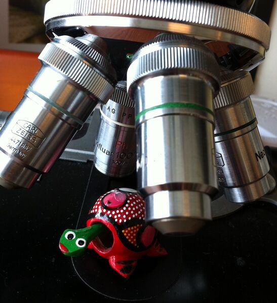 File:Mukhopadhyay slow and steady.JPG