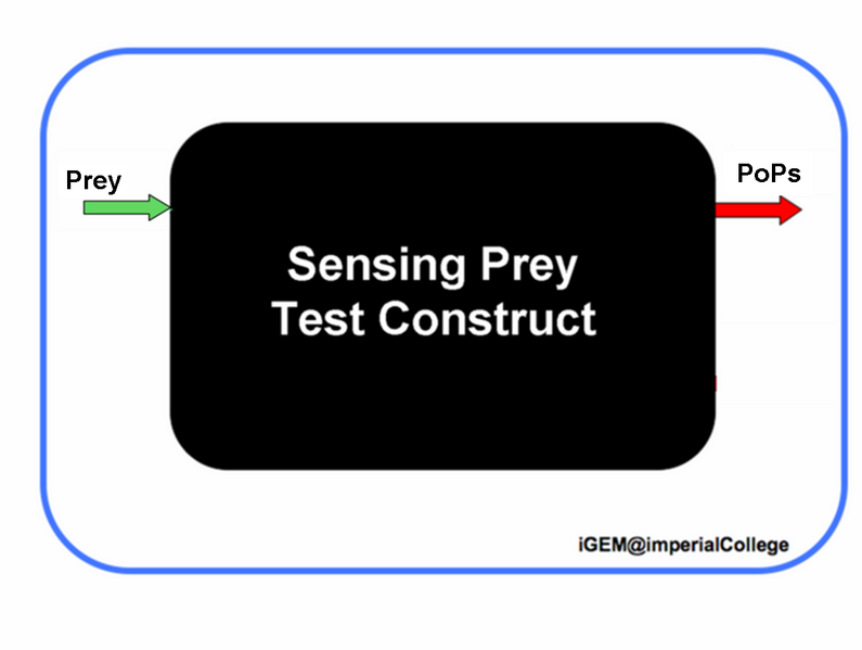 File:PreySensingTestConstruct.png