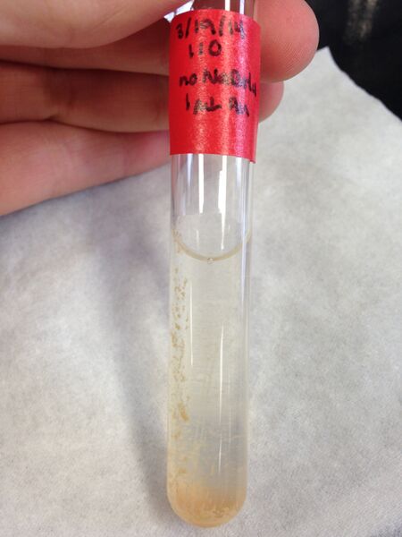 File:110, 1uL Au.jpg