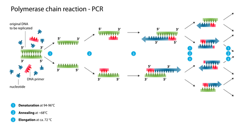File:150212pjh pcr.png