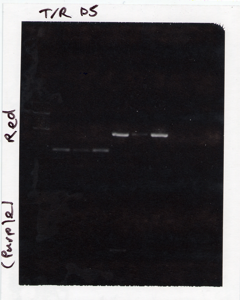 File:20.109-S08-M3D5 TR RP1.tif