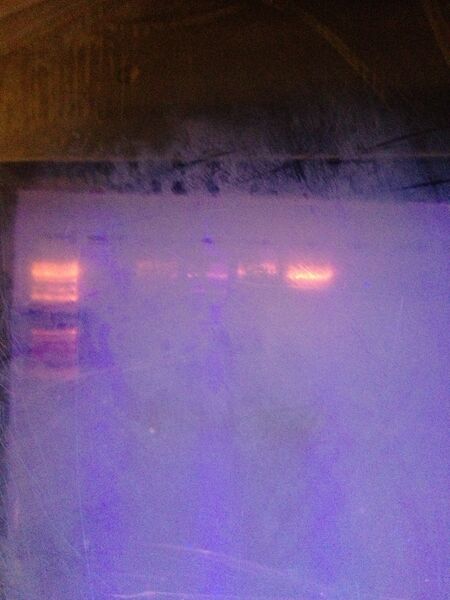 File:2013-02-13 gel.jpg