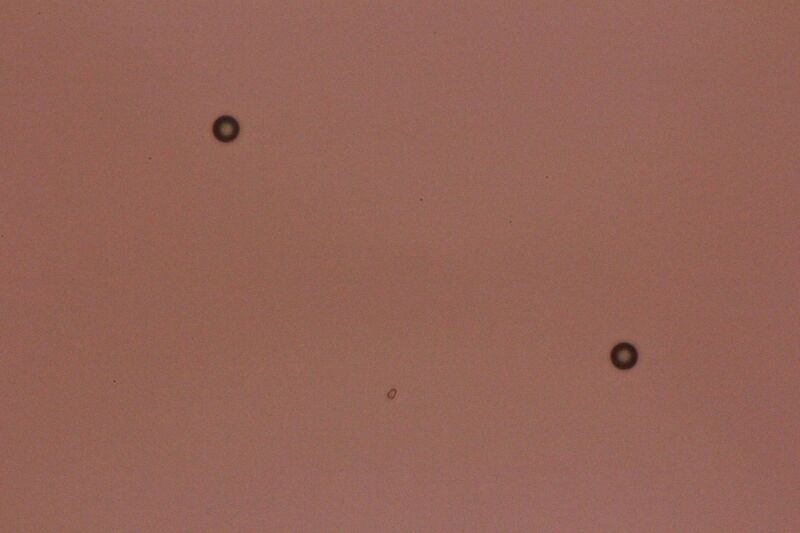 File:BIOMOD-TNJ-CrAu 2-13.jpg