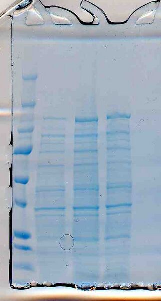 File:Macintosh HD-Users-nkuldell-Desktop-TRprotgel blueteam.jpg