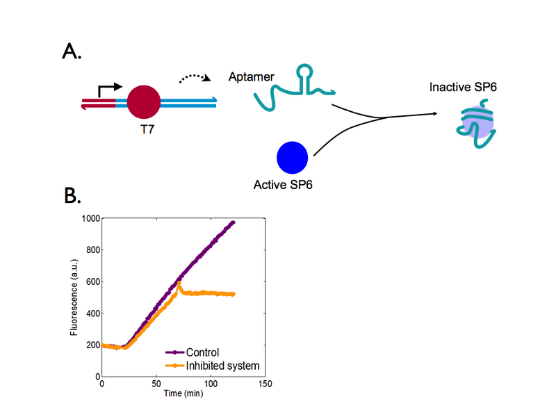 File:SP6 Inhibition.001.png