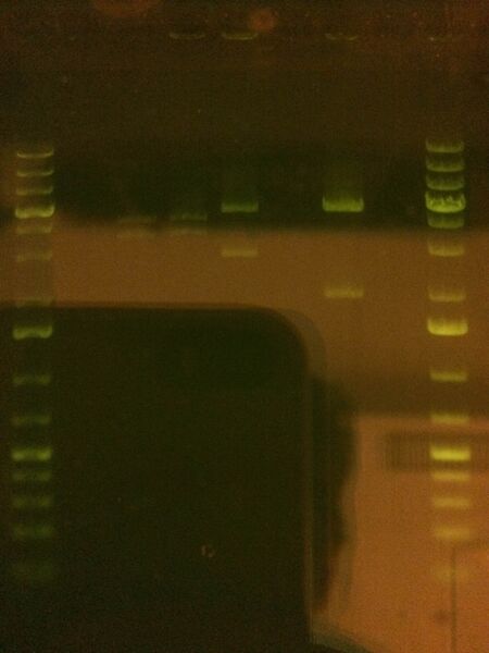 File:2015-03-05 KAH126 KAH158 KAH228 digestions.JPG