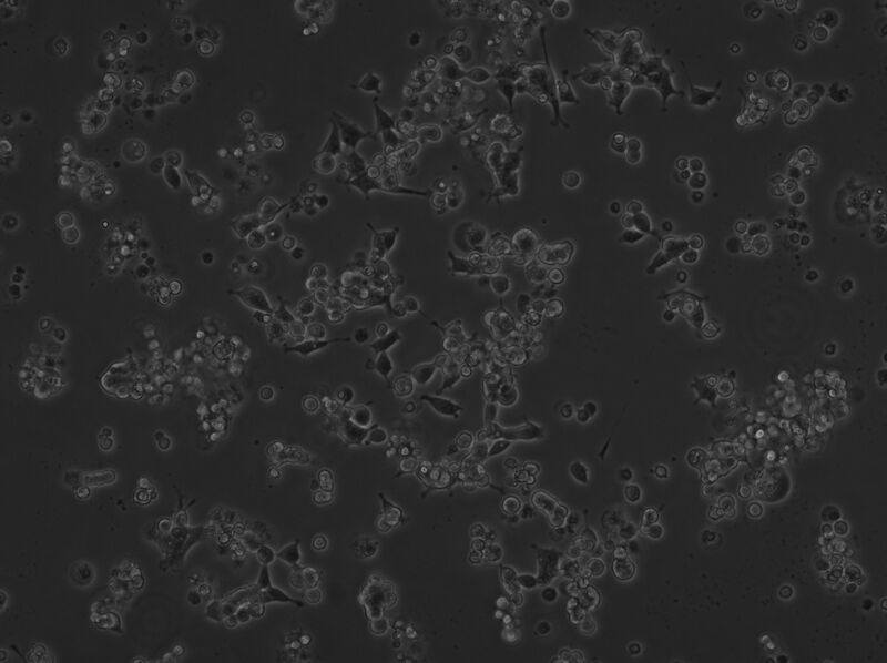 File:2A DNA phase 1.jpg