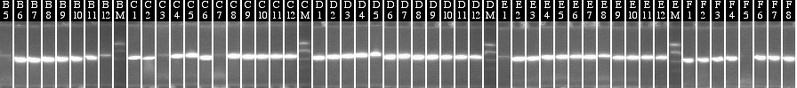 File:9-27 colony PCR MXHTA middle.png