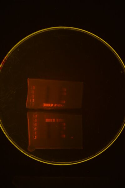 File:Colony PCR Bca1152.JPG