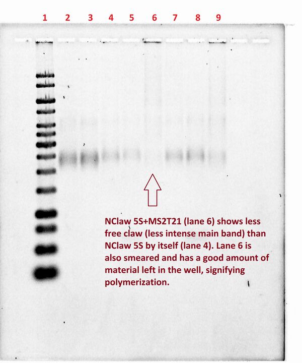 Figure 14-Multiple binding sites per arm Gel