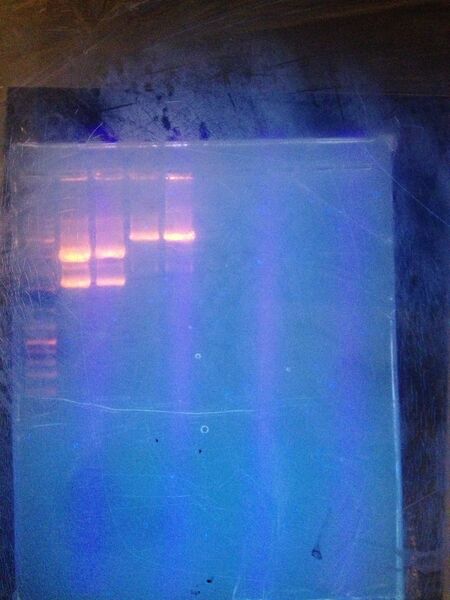 File:3-1-2013 gel.jpg