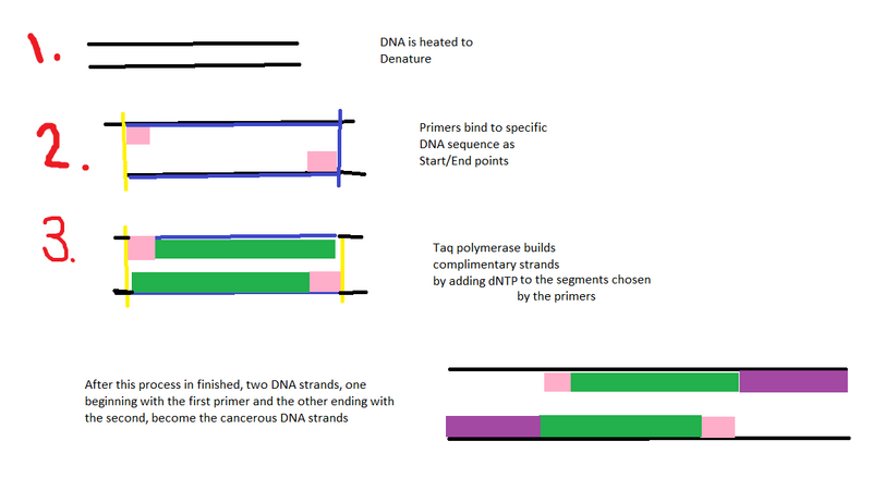 File:Cancerous primer.png