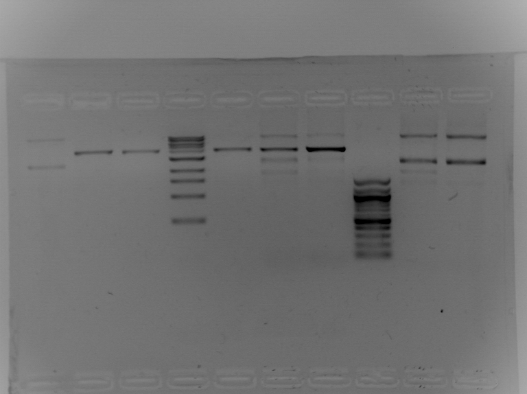 File:S13 M2D5 WF gel-Blue.jpg