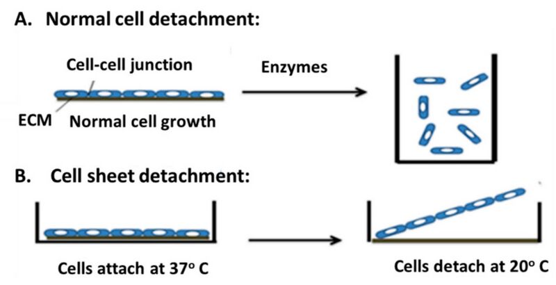 File:Sheet detatch.jpg