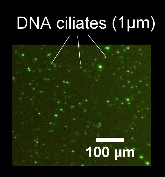 File:Tokyo DNA ciliate photo.jpg