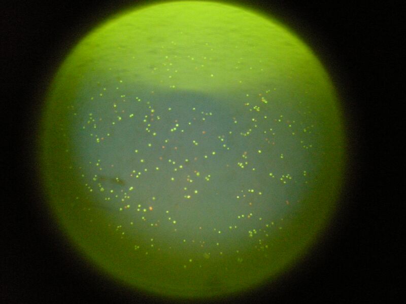 File:WF YG 0.15 mg mL Collagen.JPG