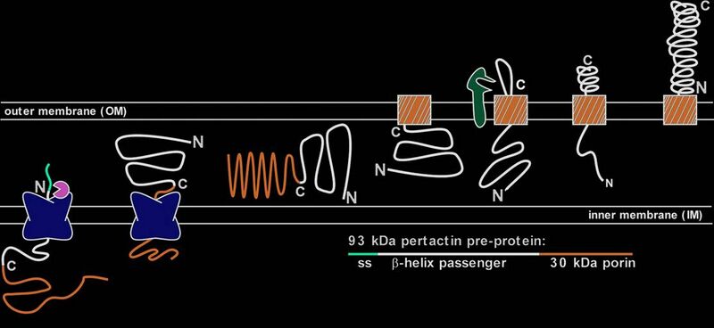 File:Autotransporter secretion.jpg