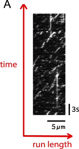 File:KaseiFigure 2-3A.png