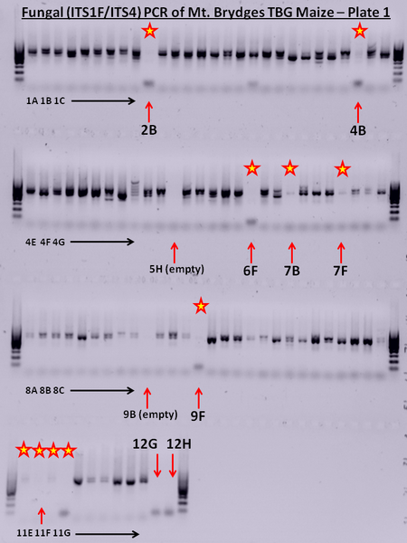 File:Nov8,2012Gel.tif