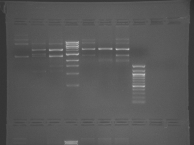 File:S09 M1D3 TR Green.BMP