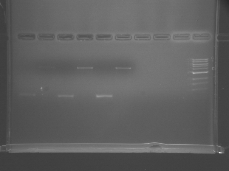 File:TR Blue, Violet, Pink.BMP