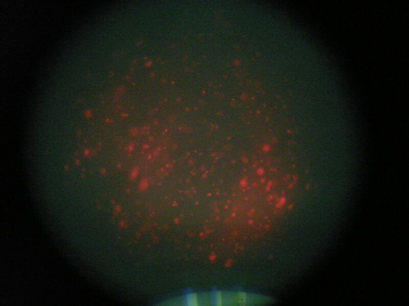 File:TR Green 0.5uM 2 3b.jpg