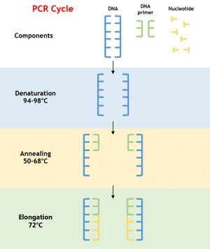 Visual representation of the PCR process.