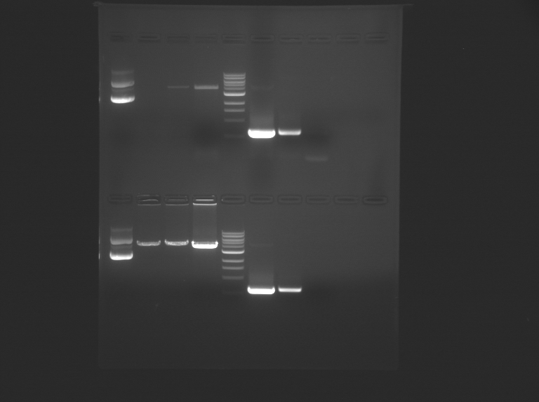 File:F13 M1D3 TR-Whi.jpg